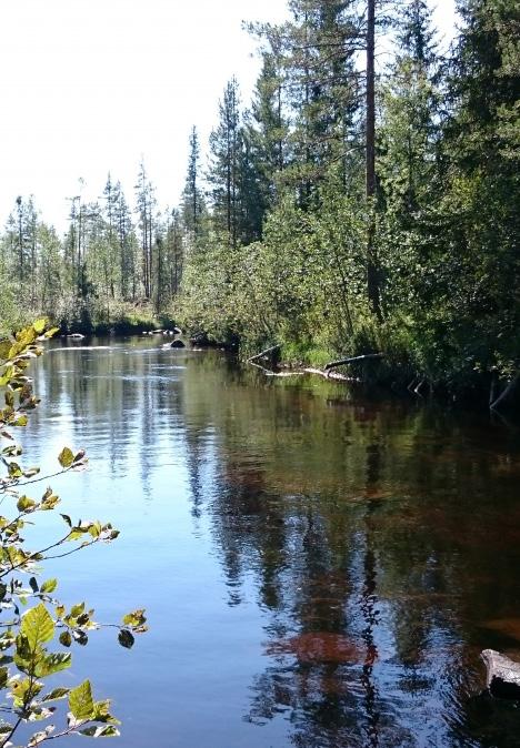 Vad är er huvudsakliga verksamhet? Att vårda våra fiskevatten. Sveg-Herrö är ett av Sveriges mest varierade fiskeområden i den norrländska vildmarken.