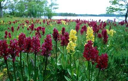 7 45 50 75 FRÅGA 4: BLOMMOR / ORKIDÉER VUEN: Vad heter den här kluriga orkidén, som finns i ungefär lika stort antal gula och röda varianter?