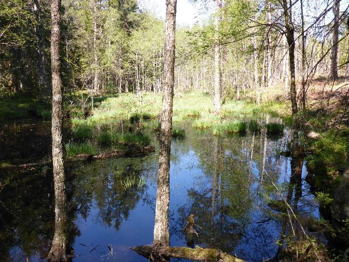 Område K2_8 Skogskärr Naturvärdesklass 4 Skogskärr med starr och kabbeleka. Klen al och björk. Endast förekommande biotopvärde. Inga noterades.