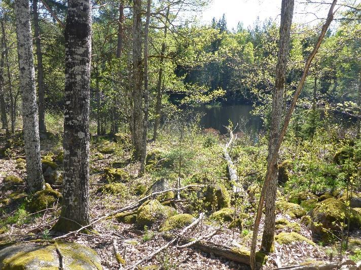 Område K2_10 Naturvärdesklass 3 Ekskog Blockrik mark med flera senvuxna ekar som har en intressant lavflora. Fuktigheten från ån gynnar moss- och lavfloran.