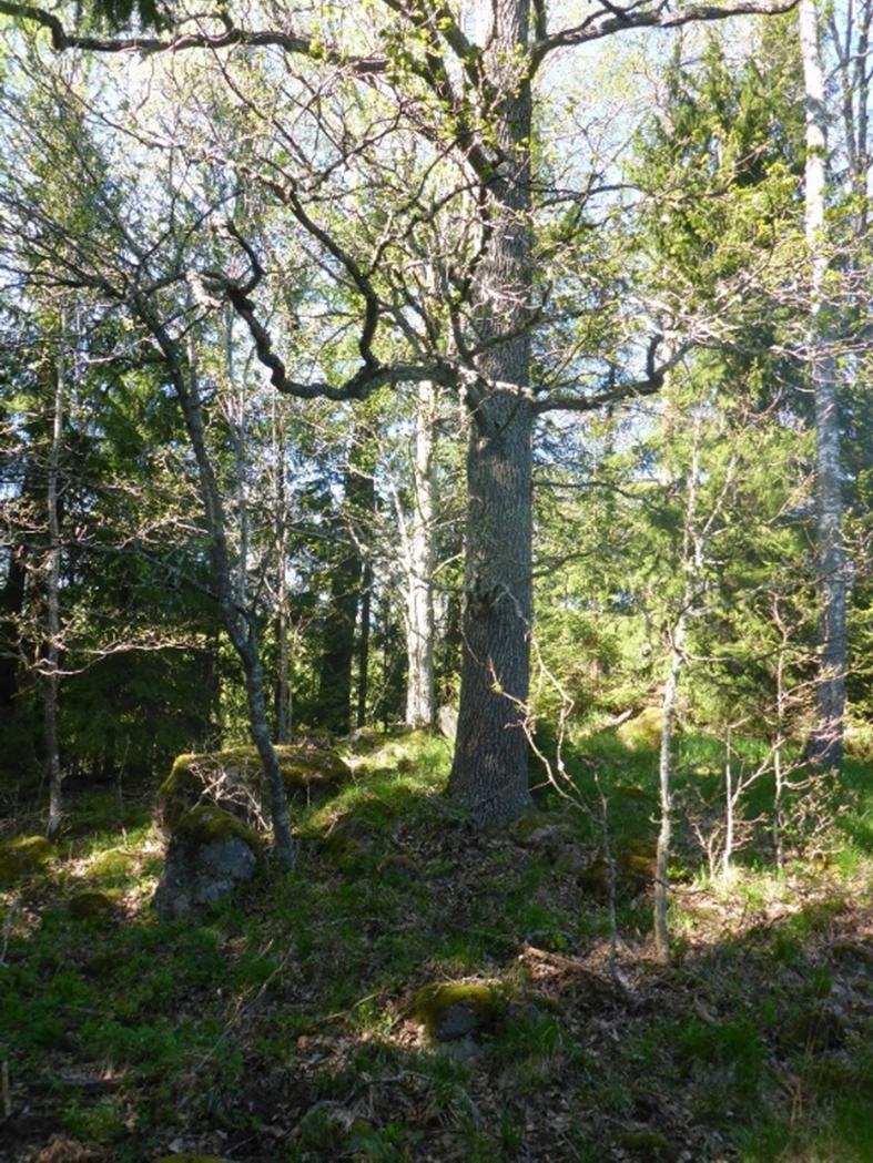 Område K2_13 Naturvärdesklass 3 Ädellövskog Området utgörs av en höjd med en klunga med gamla träd, både ek och asp. En asp är gammal och grov, ca 1 m i diameter.