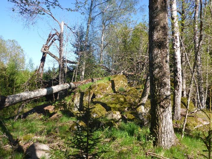 Blåsippa (signalart) och vårärt (signalart). Inget känt. Område K2_14 Naturvärdesklass 3 Ädellövskog En grupp grova gamla träd, al, ek och asp. En stormfälld asp.