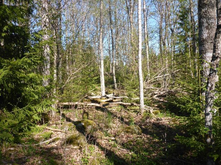 Område K2_15 Lövskog Naturvärdesklass 4 Ek och asp på blockig mark. Gott om liggande död ved. Förekommande lundflora. Inga noterades. Inga kända.