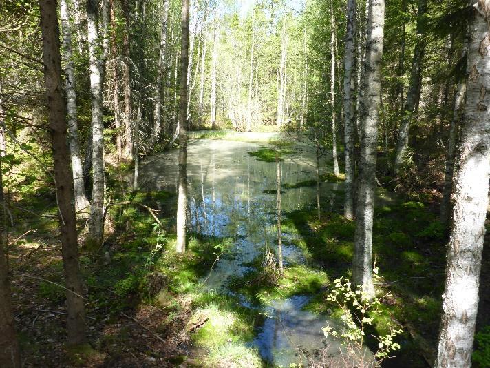 Rikt insektsliv. Noterade mindre vattensalamander. Lövträd runt tjärnen. Området har ett påtagligt biotopvärde och ett visst artvärde. Mindre vattensalamander.