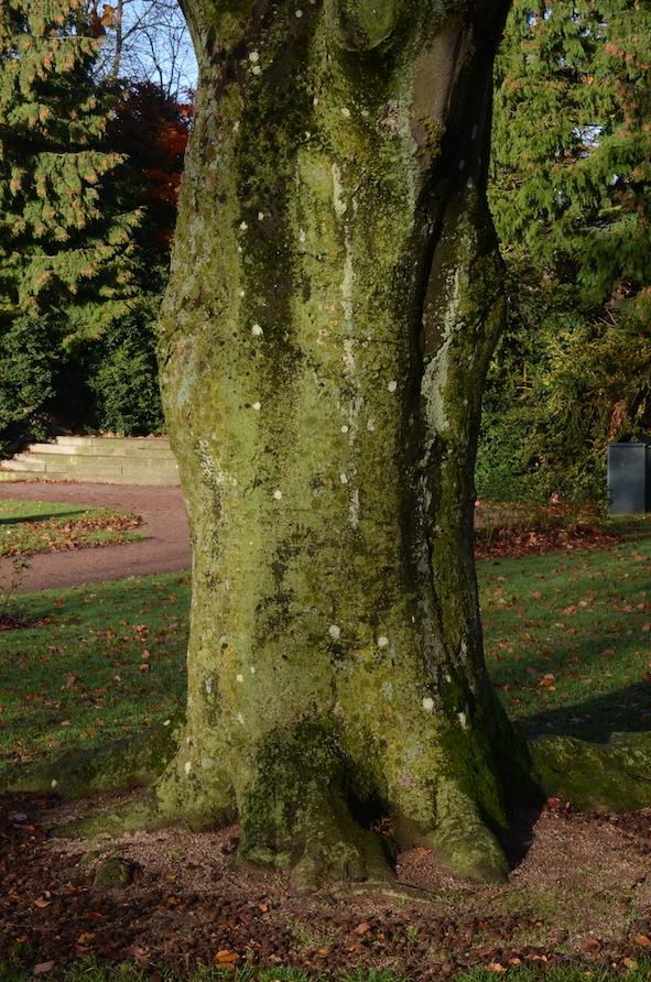 Arten är förd till hotkategorin VU och är knuten till grövre ädellövträd, gärna park- och vårdträd. Punktsköldlav Punctelia subrudecta och den bok den växte på i stadsparken.