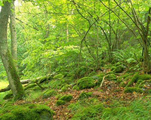 Skötselplan Hjorthagenparken Halvöppen ädellövskog/lund