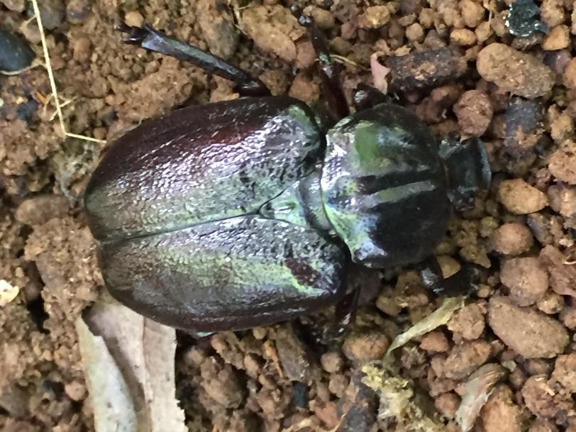 Figur 3. Läderbagge, fotograf Anders Klar. 5 SKÖTSELINSTRUKTIONER SKÖTSELOMRÅDEN Planområdet har delats in i tre skötselområden med avseende på skyddsvärda träd och läderbagge.