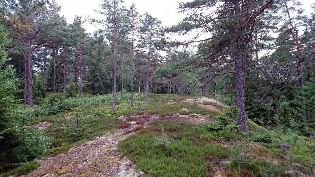 Naturvärdesinventering (NVI) Skaven Arbetet är utfört på