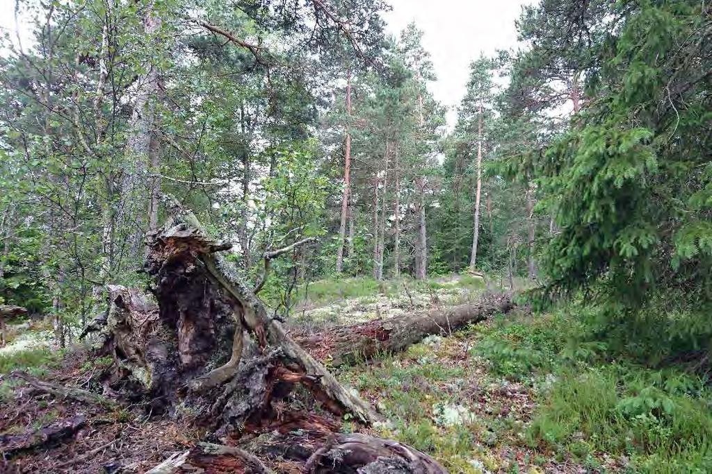 Objektsbeskrivningar ID: 160702-2 Skog och träd, Hällmarkstallskog NV-Klass: 3 NR: 1 Koordinater: 6472145-341390 Areal: 1 ha Mogen hällmarkstallskog på bergsrygg med enstaka björk, asp, ek och gran.