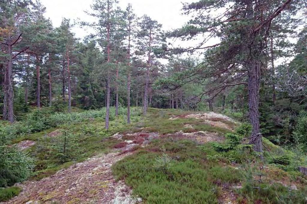 ID:160702-3 Skog och träd, Hällmarkstallskog NV-Klass: 3 NR: 2 Koordinater: 6472145-341255 Areal: 2 ha Två höjdryggar med hällmarkstallskog.