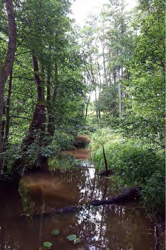 ID: 160705-1 Skog och träd, Klibbalstrandskog NV-Klass: 3 NR: 4 Koordinater: 6472832-341387 Areal: 1 ha Klibbalstrandskog med å i den västra gränsen.