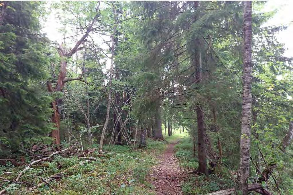 ID: 160705-2 Skog och träd, Granskog med lövinslag NV-Klass: 3 NR: 5 Koordinater: 6472824-341483 Areal: >1 ha Kantzon till å med stor trädslagsblandning.