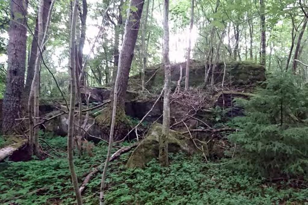 ID: 160712-1 Skog och träd, Barrblandskog med lövinslag NV-Klass: 3 NR: 8 Koordinater: 6472676-341744 Areal: 3 ha Mogen barrblandskog med lövinslag.