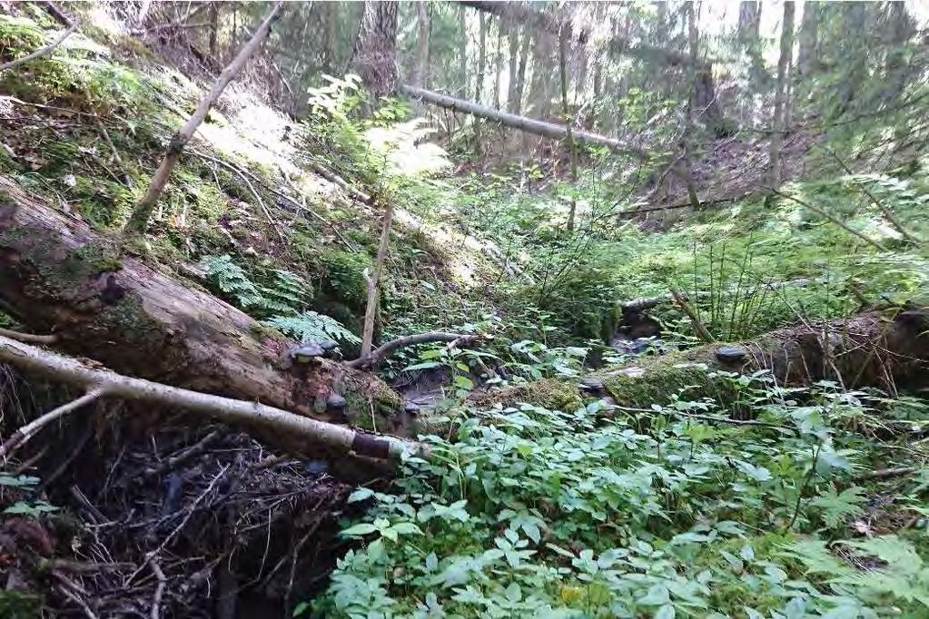 ID: 160712-3 Skog och träd, Granskog, sekundär triviallövskog, naturlig skogsbäck NV-Klass: 3 NR: 10 Koordinater: 6472633-341315 Areal: 2 ha Längst i söder en mogen produktionsgranskog rik på död