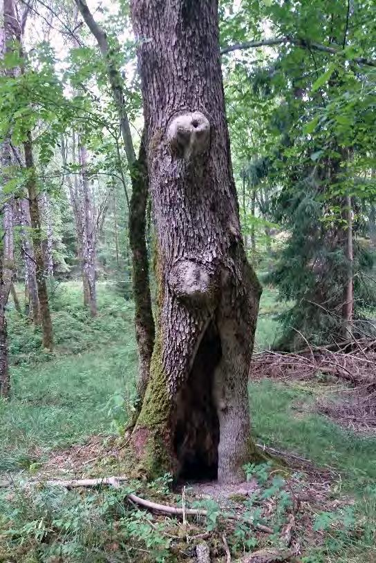 Död ved är en bristvara i dagens skogar och här menas all form av död eller döende ved. Den delas in i liggande, lågor och vindfällen samt stående, torrträd, torrakor och högstubbar.