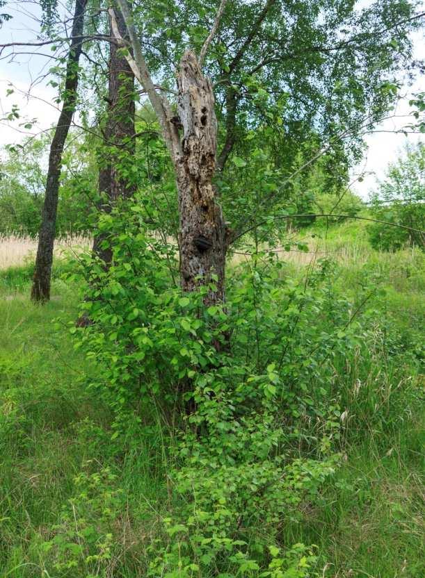 därmed kommer områdets status som naturvårdsresurs att ökas. 11 av 17 10.