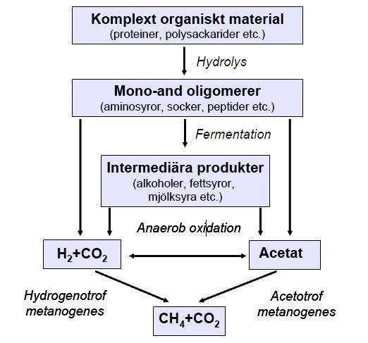 De fyra rötningsstegen Utgångspunkten för att förstå biogasprocessen är dessa fyra steg (se även bild nedan).