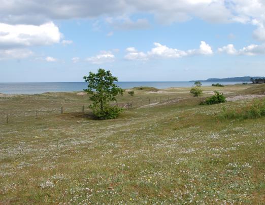 Figur 3: Vänstra bilden illustrerar hur fördelningen av sandnejlika (vita blommor) såg ut i stora delar av området den 8 juni 2017.