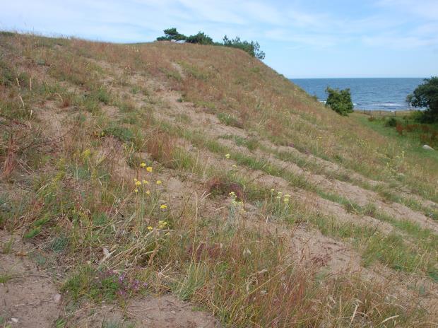 Där bäckfåran slutade närmast havet växte det ett 30-tal exemplar av sandvedel i den sydostliga sluttningen (figur 2).