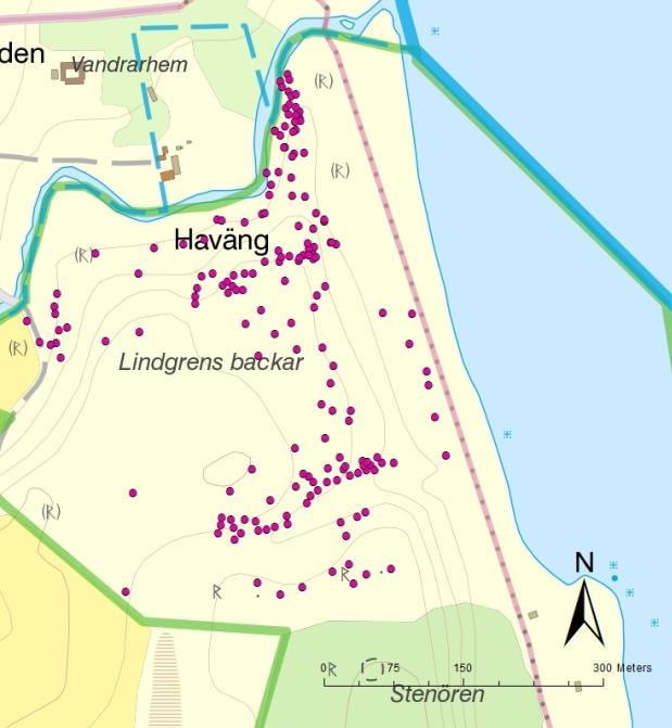 Backtimjans utbredning i