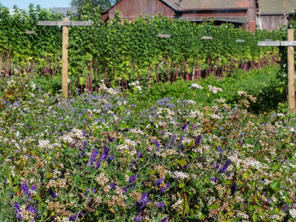 Blomsterremsa/fält, ettårig gröngödsling Honungsfacelia 3 kg/ha Perserklöver 5 kg/ha Luddvicker 10 kg/ha, Bovete 25 kg/ha En blandning som erbjuder olika blomformer, lång blomning och konkurrerar väl
