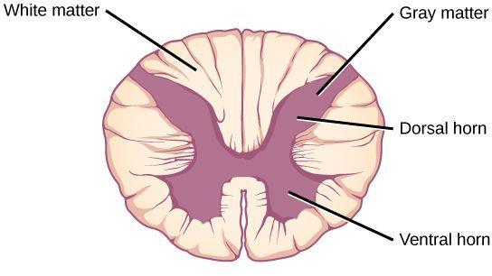 Fråga 40 Det finns ett neurologiskt tillstånd som kallas Brown-Sequards syndrom.