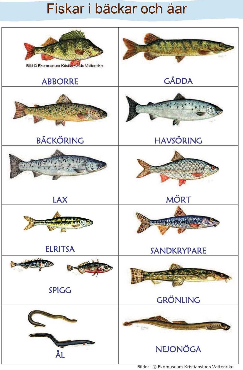 LITE MER OM VANDRANDE FISKARTER 6(6) De arter som vandrar från lekplatser i våra vattendrag till Kalmarsund är främst havsöring, havsnejonöga, id och asp.