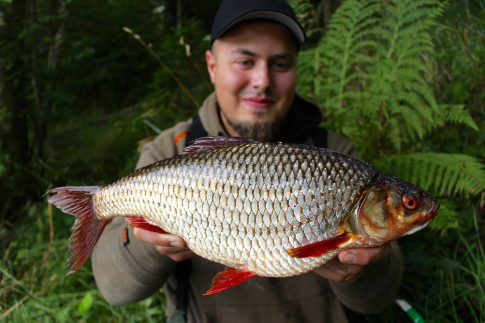 Årets Fisk 2017 Den mörten alltså!!! Årest fisk 2017 blir Alexander Björks magnifika mört på hela 1410g.