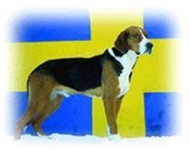 Verksamhetsberättelse Svenska Hamiltonstövareföreningen 2016 Styrelsen får härmed avge följande verksamhetsberättelse för tiden 2016-01-01 t o m 2016-12-31 Styrelse Krister Olson ordförande kassör