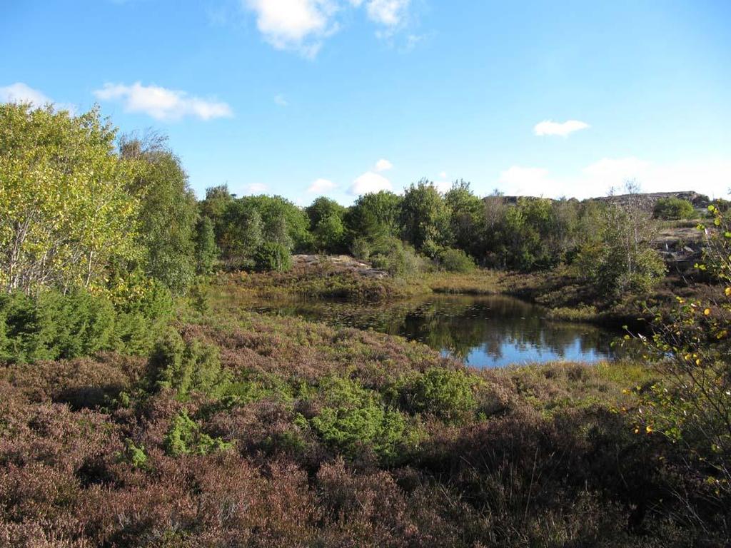 Denna övergår vidare mot nordöst i en tät trädvegetation av klen till medelgrov