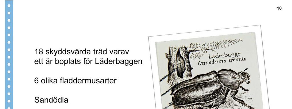 Täta dialoger med Länsstyrelsen och kommunekologen i samband med framtida byggnationer. Flera av arterna är fridlysta enligt artskyddsförordningen.