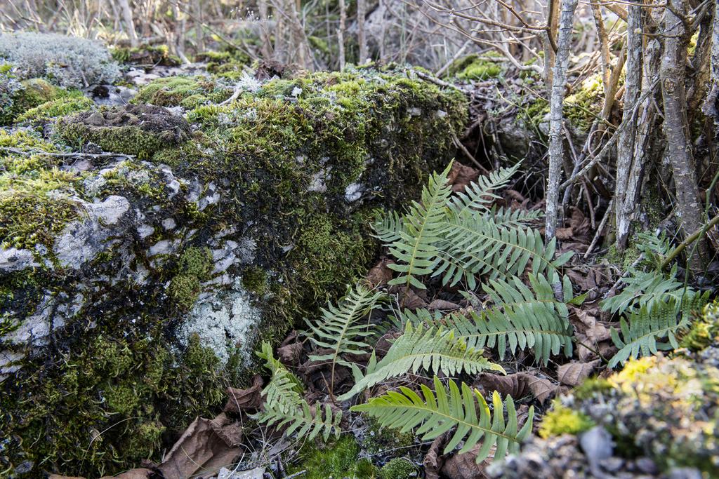 Dansk stensöta Polypodium interjectum på ny lokal av Ulla-Britt Andersson & Thomas Gunnarsson Krutbrännaren 1 (24) 2015 Under vintern behöver inte botaniken ligga i träda.
