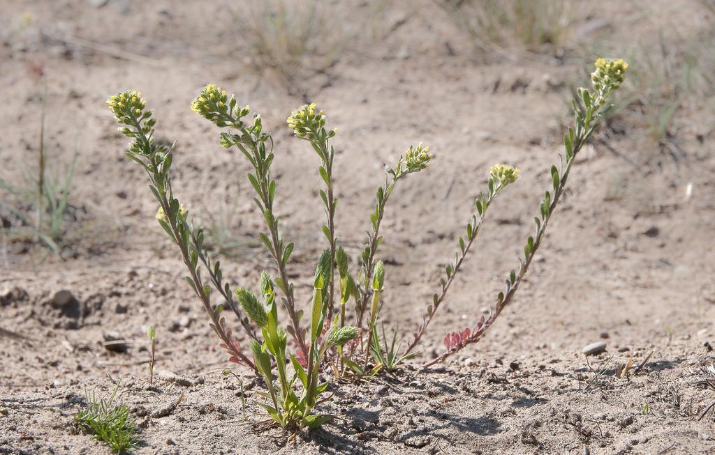 Alyssum alyssoides Grådådra VU Grådådra presenterades i floraväktarrapport Krutbrännaren 1-2010, rödlistade växter i sandiga marker.