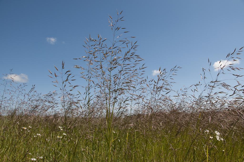 Rikligt med renlosta Bromus arvensis i åkerkant väster om Kobbskogen, Kastlösa sn. mycket sällsynt på Öland och är endast funnen på tre lokaler; två i kanten av åkrar och en längs en markväg.