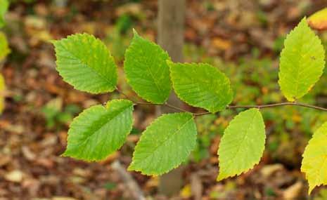 reduces xylem endophytic fungi presence in elms (Ulmus spp.)., PLOS ONE 8(2): e56987. Martín JA, Solla A, Venturas M, Collada C, Domínguez J, Miranda E, Fuentes P, Burón M, Iglesias S & Gil L. 2015a.