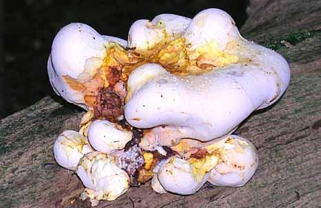 Ekbladet 32 1 2 Figur 1-2: Tungticka Piptoporus quercinus på fallen, grov,