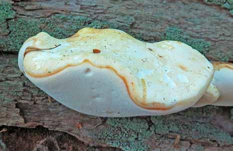 Ekbladet 32 3 Figur 3. Färska fruktkroppar av tungticka, Piptoporus quercinus. Med blekt färgad hattyta. På fallen, grov, barklös ekstam. Öland, Högsrum sn, Halltorps Hage, 2016-07-21.