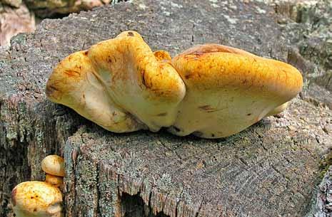 Ekbladet 32 4 Figur 4: Tungticka, Piptoporus quercinus. Unga exemplar på stubbdel av grov ek. Mörkare streck och fläckar på fruktkropparna orsakat av vindpiskande björksly.