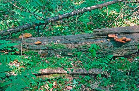 Ekbladet 32 11 Figur 11. Tungticka, Piptoporus quercinus. Fruktkroppar på rester av fallen stamved av ek, Quercus robur. Litauen, Punios, Punios silas, 1996-07-29. Foto: Stellan Sunhede.