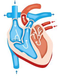 Hjärtat Varje dygn slår ditt hjärta mer än hundratusen slag. Hjärtslagen gör att blodet drivs fram med ett visst tryck i blodkärlen. Blodtrycket är högst i de stora artärerna och lägst i kapillärerna.