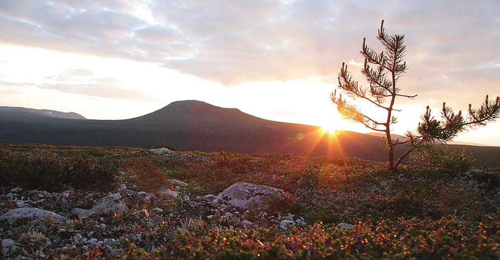 Fjällnaturen är en för stora delar av svenska folket fascinerande och attraktiv friluftsmiljö med sin specifika artrikedom och dess anpassningar till en karg miljö.