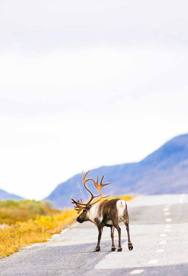 Guest at the reindeer Hiking in the mountains can feel like traveling in boundless wilderness. But something we have to remember is that, in nature, we are never alone.