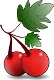 Tid för höstskörd! Svamp/Frukttork OBH Nordica 499:- op 599:- Torka trädgårdens frukt, örter och grönsaker och behåll vitaminer och smakämnen!