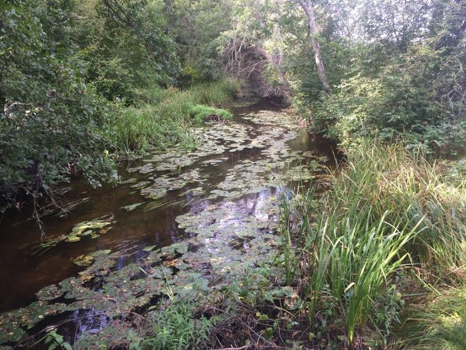 Sett till årsmedelvärden hade ån den lägsta temperaturen samt näst lägst halt av syrgas och en av de lägsta av totalkväve. Samtidigt var halten av totalfosfor den högsta i undersökningen.