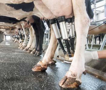 Exempel på åtgärder för mjölkning Mjölkning svarar för en mycket stor del av elenergianvändningen på mjölkgårdar.