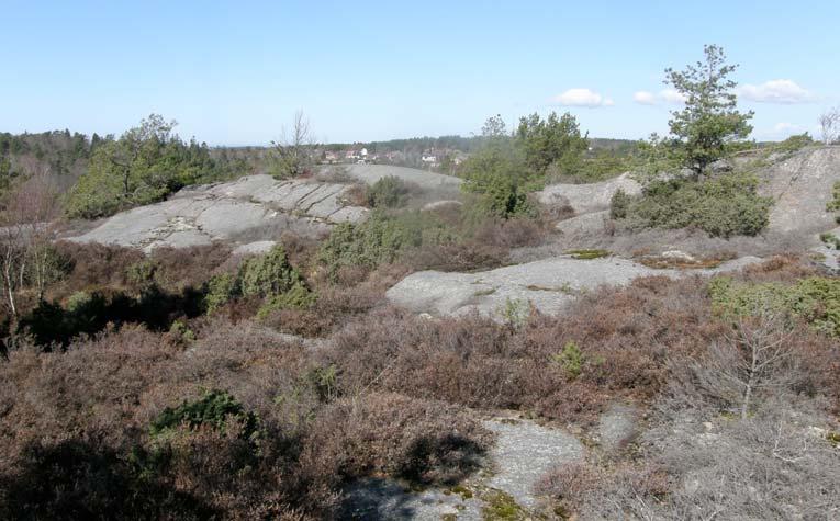 På hällmarkerna växer ljung och en tillsammans med tall. Detta är lämpliga livsmiljöer för hasselsnok. Endast för arten större vattensalamander har säker förekomst konstaterats.