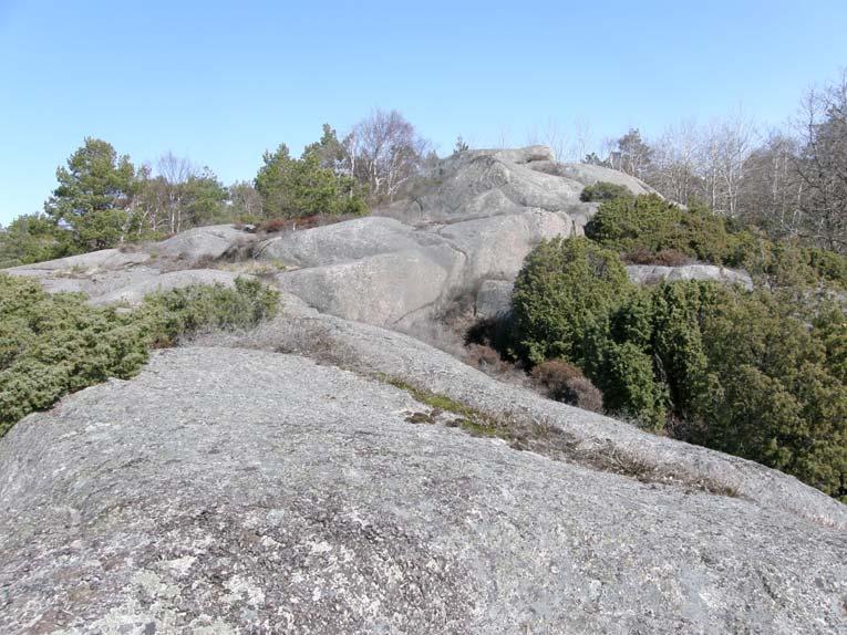 1. Hällmarker med värde för enskilda arter Objektet består av ett flertal mer eller mindre öppna hällmarker som delvis håller på att växa igen med ljung, en och tall.