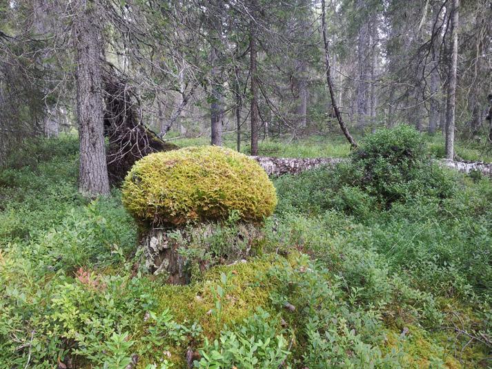 Nulägesbeskrivning av