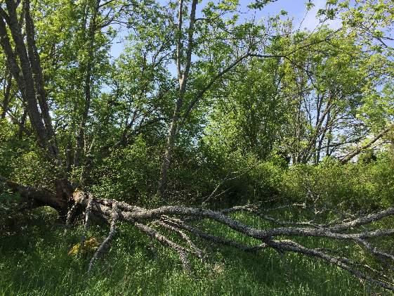 14 14 1640 Obestämd ädellövskog 3 Påtagligt biotopvärde 2 Visst artvärde 3 Påtagligt Göktyta Dunge i obetad hagmark med rönn och