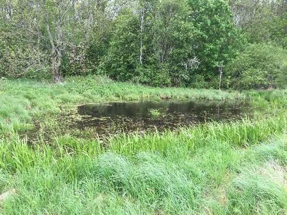 42 42 320 Småvatten 3201 Naturliga småvatten 3 Påtagligt biotopvärde 5 Ej bedömt 3 Påtagligt Småvatten med vattenvegetation. Svärdslilja längs strandkanten. Andmat och starr I vattnet.